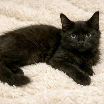 Po -  Domestic Medium Hair Cat for Adoption in Bethel, Connecticut - Po | PetCurious