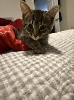Sunny Side Up (Sonny) -  Domestic Short Hair Cat for Adoption in Herndon, Virginia - Sunny Side Up (Sonny) | PetCurious