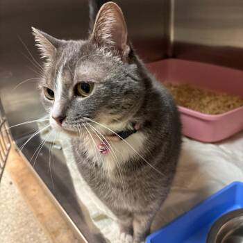 Ellie Mae -  Domestic Short Hair Cat for Adoption in Hopewell, Virginia - Ellie Mae | PetCurious