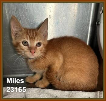 MILES (see also ELLA and LOUIS) -  Domestic Short Hair and Tabby Cat for Adoption in Marietta, Georgia - MILES (see Also ELLA And LOUIS) | PetCurious