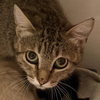 Maira -  Domestic Short Hair Cat for Adoption in Yuma, Arizona - Maira | PetCurious