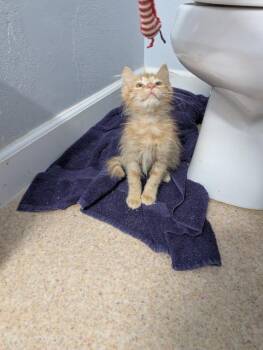 Lenny (and Georgie) -  Domestic Long Hair Cat for Adoption in Seattle, Washington - Lenny (and Georgie) | PetCurious