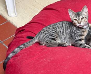 Freedom -  Domestic Short Hair Cat for Adoption in Port Jervis, New York - Freedom | PetCurious