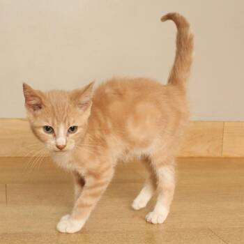 Eleven C70735 -  Domestic Short Hair Cat for Adoption in Minnetonka, Minnesota - Eleven C70735 | PetCurious