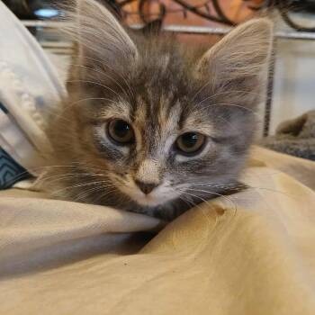 Rescue Domestic Medium Hair Cats for Adoption in Springfield, Ohio - Mew | PetCurious