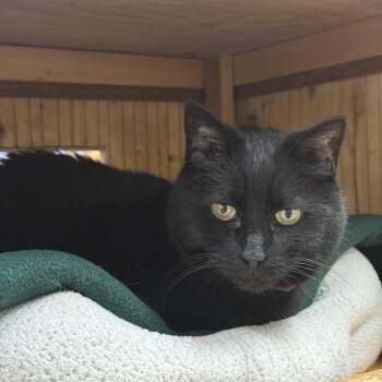Domestic Short Hair Cats Available for Adoption in Reading, Vermont - Sue | PetCurious