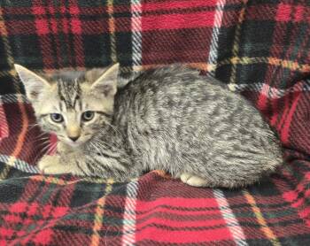 Ravioli -  Domestic Short Hair Cat for Adoption in Dickson, Tennessee - Ravioli | PetCurious