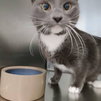 Rescue Domestic Short Hair Cats for Adoption in Berryville, Virginia - Pippy | PetCurious