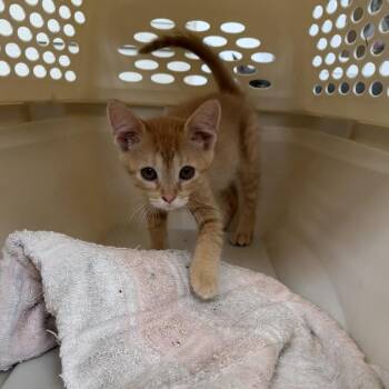 Miley -  Domestic Short Hair Cat for Adoption in Gloucester, Virginia - Miley | PetCurious