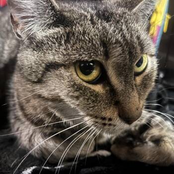 Elphaba -  Domestic Short Hair Cat for Adoption in Ballston Spa, New York - Elphaba | PetCurious
