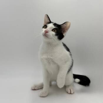 Patter -  Domestic Short Hair Cat for Adoption in State College, Pennsylvania - Patter | PetCurious