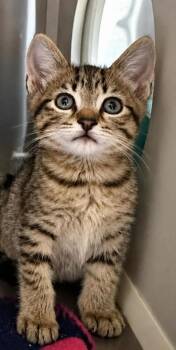 Clarence Augustus -  Domestic Short Hair Cat for Adoption in Columbia, Tennessee - Clarence Augustus | PetCurious