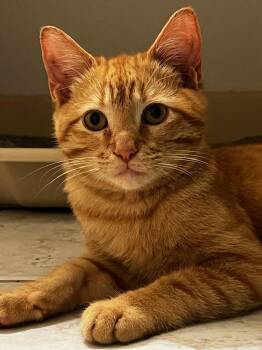 Rescue Tabby Cats for Adoption in Houston, Texas - Wylie | PetCurious