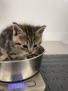 Pom Pom -  Domestic Short Hair Cat Available for Adoption in Roseville, California - Pom Pom | PetCurious