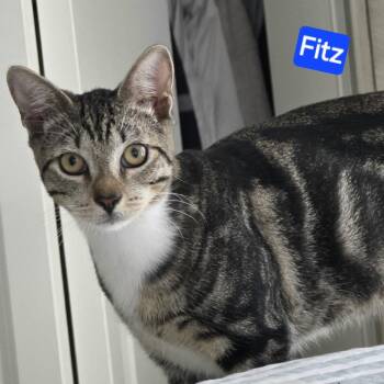 Fitz -  Domestic Short Hair Cat for Adoption in Fort Lauderdale, Florida - Fitz | PetCurious