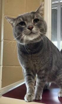 Cocoa -  American Shorthair Cat for Adoption in Fort Payne, Alabama - Cocoa | PetCurious