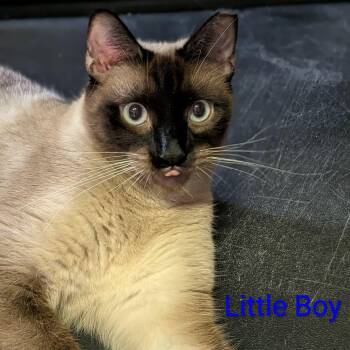 Siamese Cats Available for Adoption - Astro & Little Boy *BONDED PAIR* | PetCurious