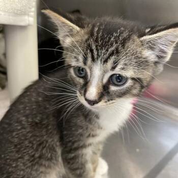 Ibanez -  Domestic Short Hair Cat for Adoption in Enfield, New Hampshire - Ibanez | PetCurious