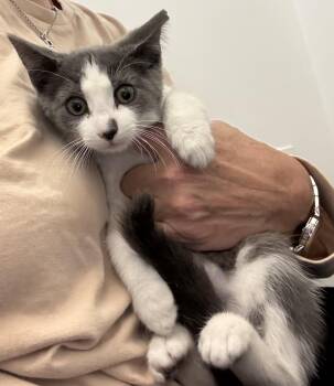 Andie -  Domestic Short Hair Cat for Adoption in Roslyn Heights, New York - Andie | PetCurious