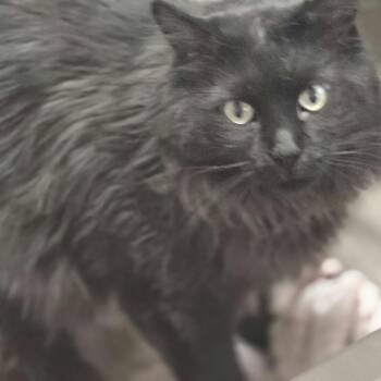 Domestic Long Hair Cats Available for Adoption - Midnight | PetCurious