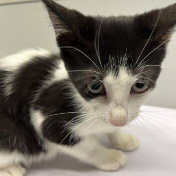 Nana -  Domestic Short Hair Cat for Adoption in Tampa, Florida - Nana | PetCurious