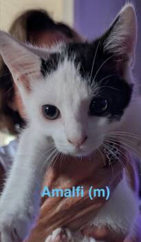 AMALFI Kitten (m) -  Domestic Short Hair Cat for Adoption in New Bern, North Carolina - AMALFI Kitten (m) | PetCurious