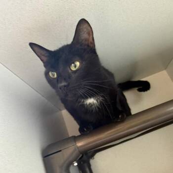 Espy 052011A -  Domestic Short Hair Cat for Adoption in Amory, Mississippi - Espy 052011A | PetCurious