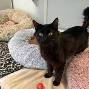 Jewel -  Domestic Long Hair Cat for Adoption in Greensboro, Georgia - Jewel | PetCurious