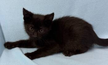 Vader -  Domestic Short Hair Cat for Adoption in Lagrange, Indiana - Vader | PetCurious
