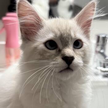 Gizmoo -  Domestic Long Hair Cat for Adoption in Renton, Washington - Gizmoo | PetCurious