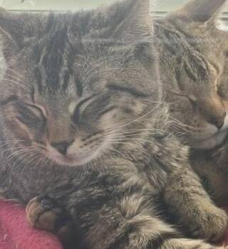 Domestic Short Hair Cats Available for Adoption in Hudson, New Hampshire - Stone Cold Steve Austin | PetCurious