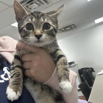Pringle -  Domestic Short Hair Cat for Adoption in Philadelphia, Pennsylvania - Pringle | PetCurious