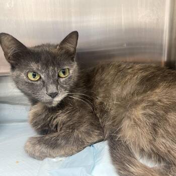 Maiden Marian -  Domestic Short Hair Cat Available for Adoption in Clearwater, Florida - Maiden Marian | PetCurious