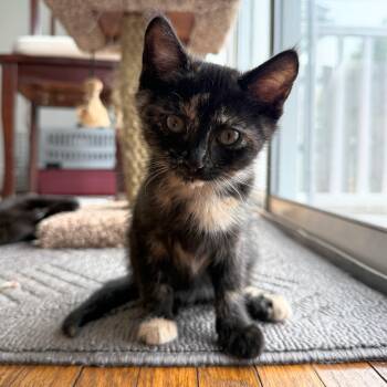 Brulee -  Domestic Short Hair and Tortoiseshell Cat for Adoption in East Amherst, New York - Brulee | PetCurious
