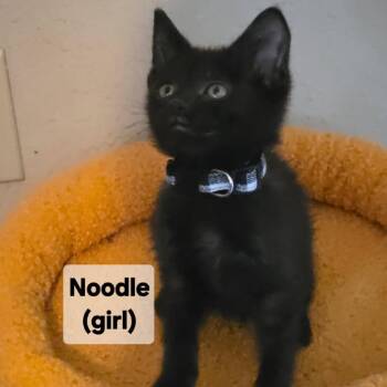 Noodle -  Domestic Short Hair Cat Available for Adoption in Mondovi, Wisconsin - Noodle | PetCurious