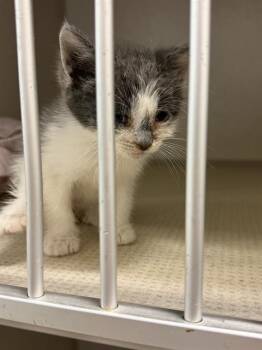 Rescue Domestic Short Hair Cats for Adoption in Long Beach, California - A745516 | PetCurious