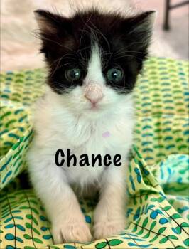 Chance -  Domestic Short Hair Cat for Adoption in New Bern, North Carolina - Chance | PetCurious