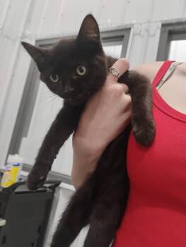 Lucifer -  Domestic Medium Hair Cat for Adoption in Kalamazoo, Michigan - Lucifer | PetCurious