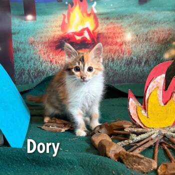 Dory -  Domestic Medium Hair Cat for Adoption in Oak Ridge, Tennessee - Dory | PetCurious