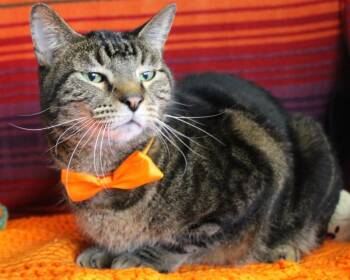 Rescue Domestic Short Hair Cats for Adoption in Fayetteville, Arkansas - Luchador | PetCurious