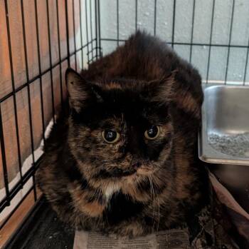 Candy -  Domestic Short Hair Cat for Adoption in Pine Grove, Pennsylvania - Candy | PetCurious
