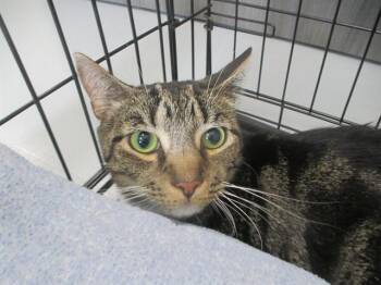 JIAN -  Domestic Short Hair Cat for Adoption in Ocala, Florida - JIAN | PetCurious