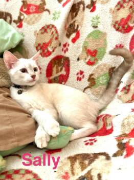 Sally -  Siamese Cat for Adoption in Deltona, Florida - Sally | PetCurious