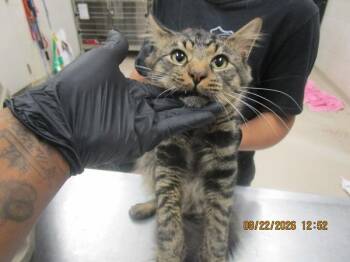 Bandit(629) -  Domestic Medium Hair Cat for Adoption in Marietta, Georgia - Bandit(629) | PetCurious