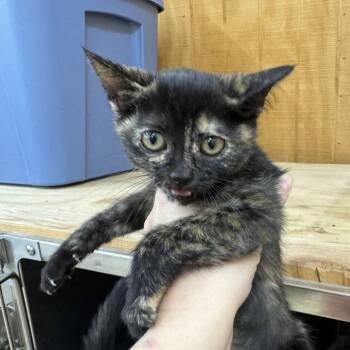 KC -  Domestic Short Hair Cat for Adoption in Parrish, Alabama - KC | PetCurious