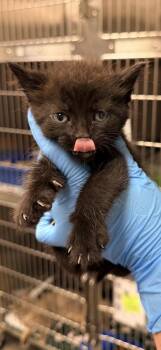 Fig -  Domestic Short Hair Cat for Adoption in Bowling Green, Kentucky - Fig | PetCurious