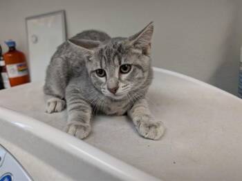 TRAIL -  Domestic Short Hair Cat for Adoption in Antioch, California - TRAIL | PetCurious