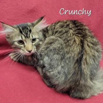 Crunchy -  Domestic Long Hair Cat for Adoption in Parkersburg, West Virginia - Crunchy | PetCurious