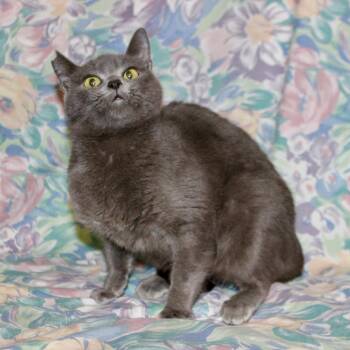 Catelyn -  Domestic Short Hair Cat for Adoption in Midland, Texas - Catelyn | PetCurious