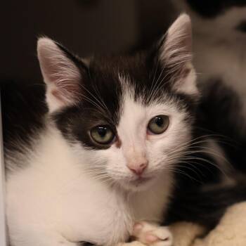 Fitzgerald -  Domestic Medium Hair Cat for Adoption in Briarcliff Manor, New York - Fitzgerald | PetCurious